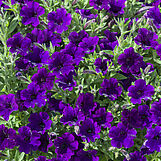 Bubbles Violet Blue