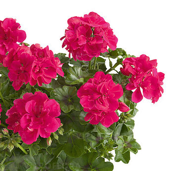 Sunflorix Hot Pink