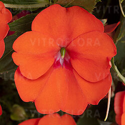 SunPatiens® Orange