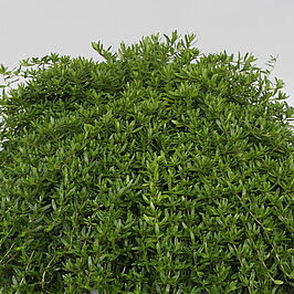 Thymus longicaulis