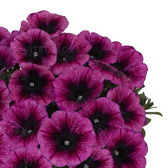 Sweetunia™ Disco Purple (Intrinsa)