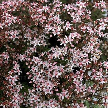 Coral Carpet