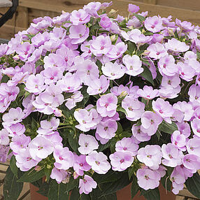 SunPatiens® Compact Orchid Blush