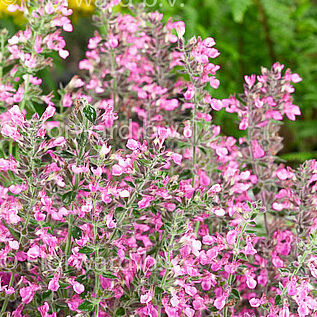 Teucrium lucidrys