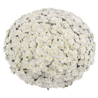 Ceremony White