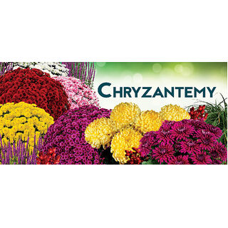 Baner - Chryzantema