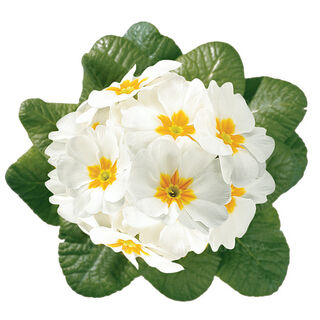 Hethor White Eye - mid