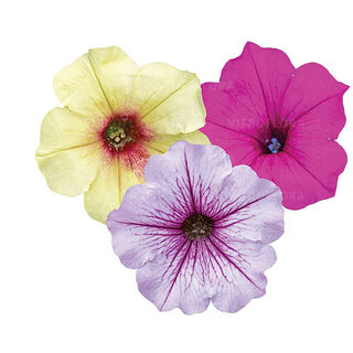 FloraSet ColourCloud 1