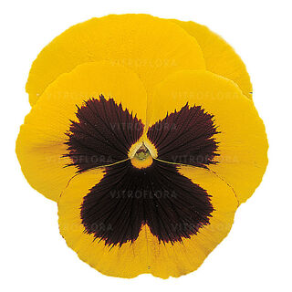 Select Yellow-Blotch (late)