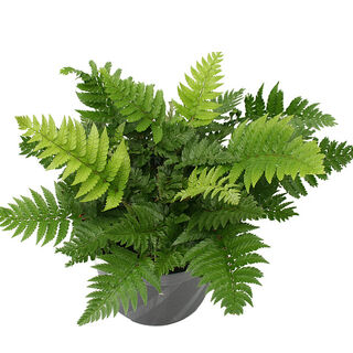 Polystichum rigens