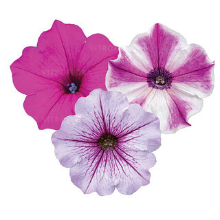 FloraSet ColourCloud 2