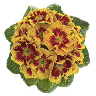 Hethor Tagetes Yellow - średniowczesna