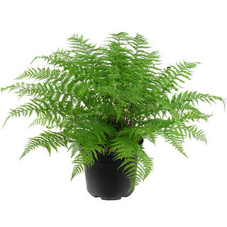 Athyrium filix-femina