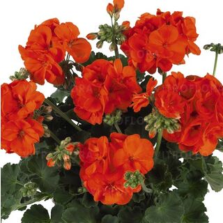 Green Idols™ Orange