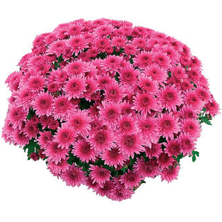 Coeur de Lorraine Mauve®