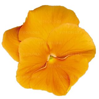 Inspire® Plus Orange