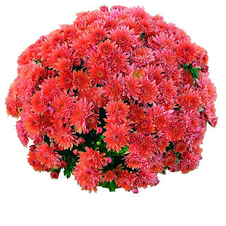 Coeur de Lorraine Bronze®