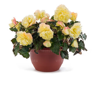 Fragrant Falls® Lemon