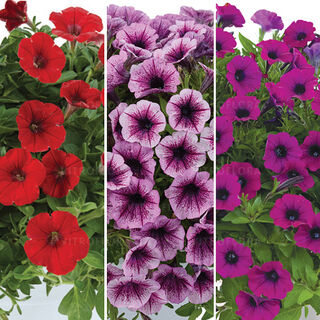 FloraSet Littletunia 1