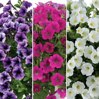 FloraSet Littletunia 2