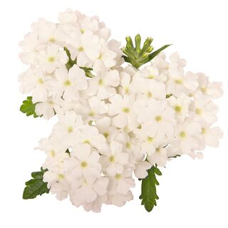 Empress™ Sun White