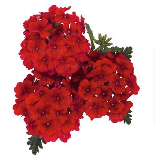 Empress™ Sun Red