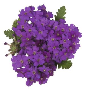 Empress™ Sun Violet
