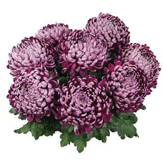 Nevada Violet