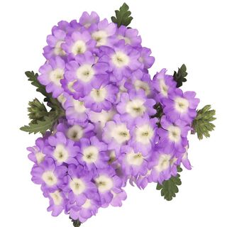 Empress™ Sun Lavender Charme