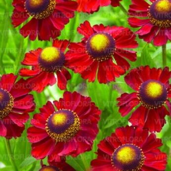 Ruby Tuesday