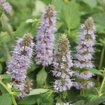 Blue Fortune