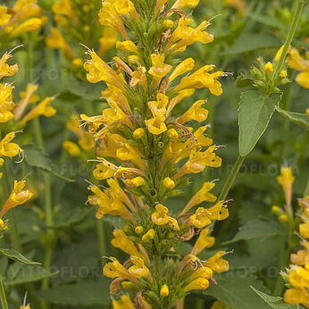Kudos Yellow