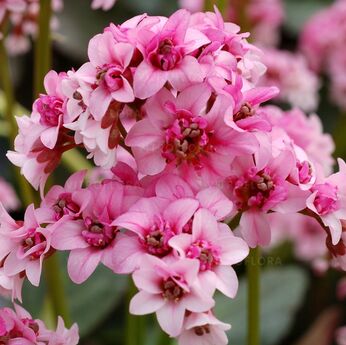 Bergenia - Vitroflora