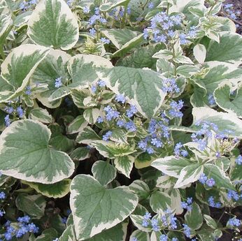 Variegata