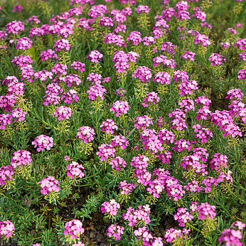 Warley Rose