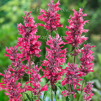 Red Fortune