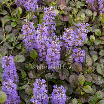 Atropurpurea
