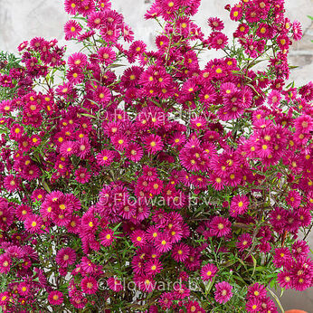 Crimson Brocade