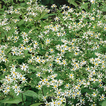 Aster divaricatus