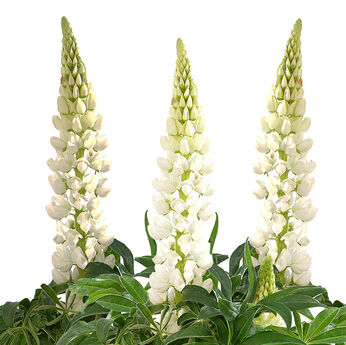 Lupini White