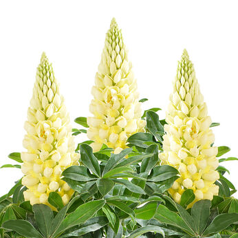 Lupini Yellow Shades