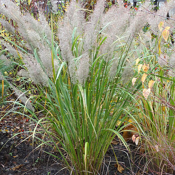 Calamagrostis brachytricha