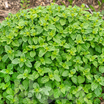 Calamintha nepeta ssp. nepeta