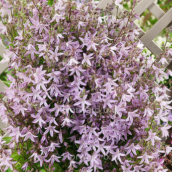 Lisduggan Variety
