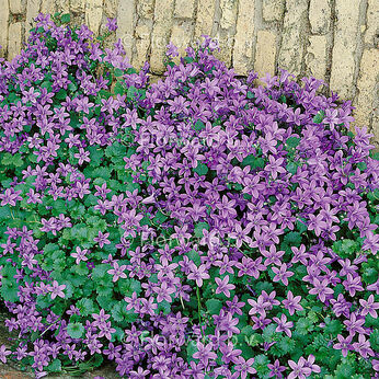 Campanula portenschlagiana