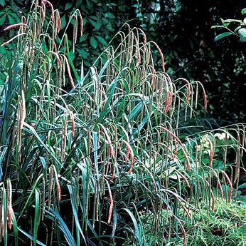 Carex pendula