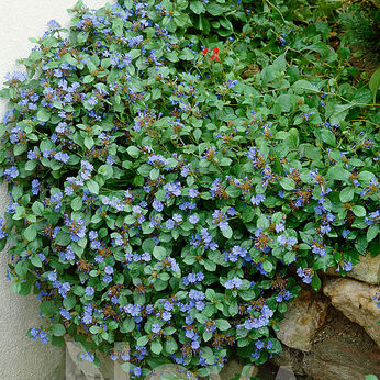 Ceratostigma plumbaginoides