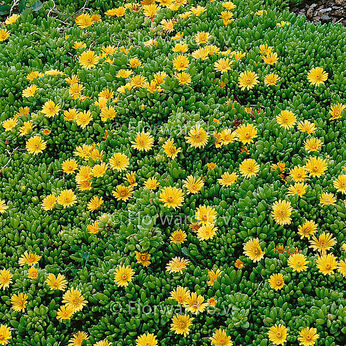 Delosperma nubigenum