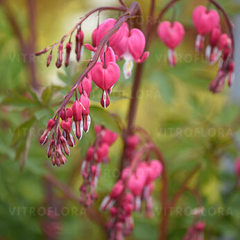 Dicentra spectabilis