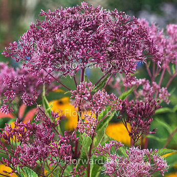Atropurpureum